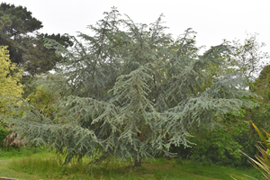 Atlas cedar