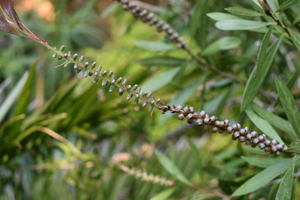 Stiff bottle brush