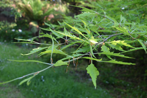 Cut leaf beech