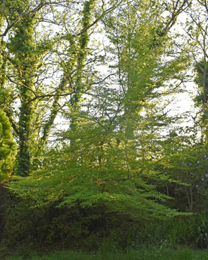 Cut leaf beech