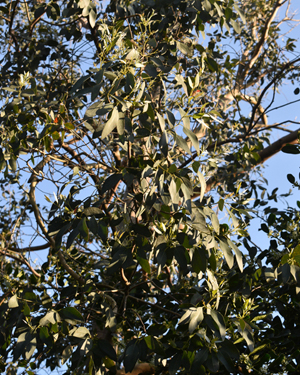 Eucalyptus ?