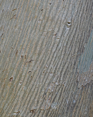 Eucalyptus ?