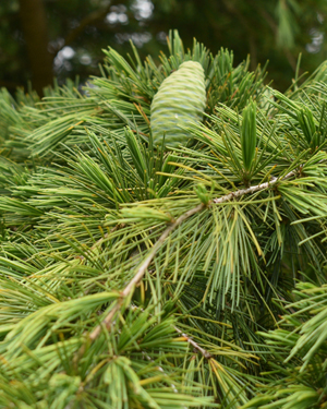 Deodar cedar
