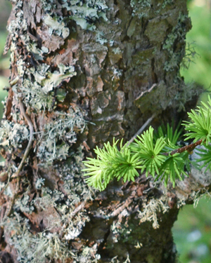 Japanese larch