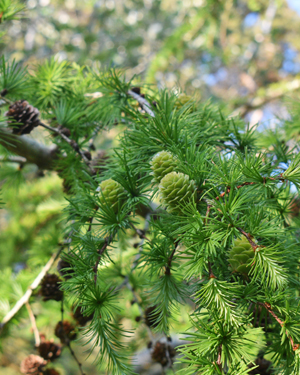 Japanese larch