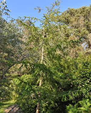 Larch