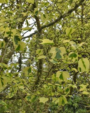 Tulip tree, variegated