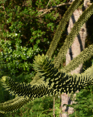 Monkey puzzle