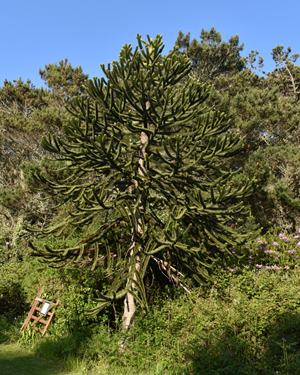 Araucaria araucana