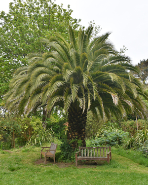 Carreg Dhu garden