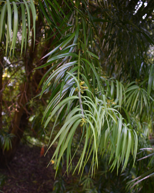 Henkel's yellowwood