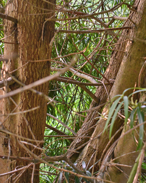 Podocarpus henkelii