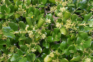 Coprosma repens