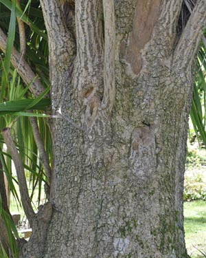 Cordyline Australis