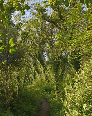 Elm grove 