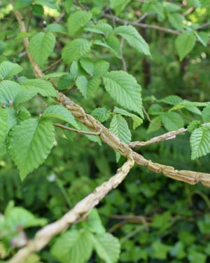 Elm branch