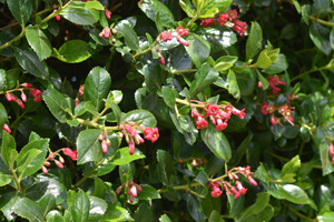 Escallonia