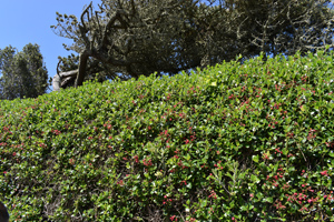 Escallonia