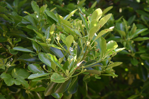 Euonymous japonicus