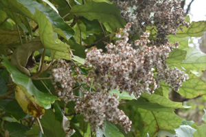 Brachyglottis repanda