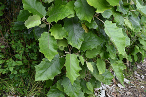 Brachyglottis repanda