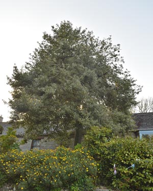 Holly tree