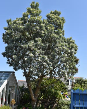 Silver tree