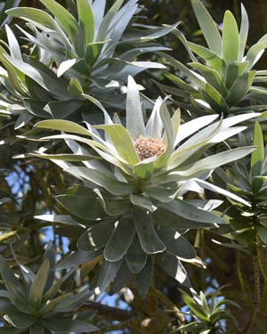 Silver tree