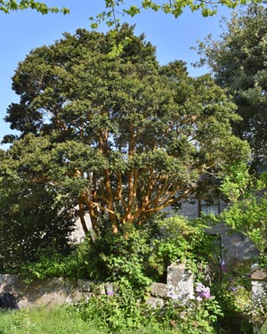 Luma apiculata