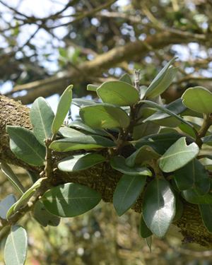 Metrosideros excelsa