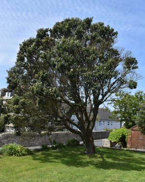 Metrosideros excelsa