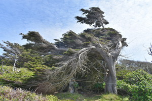 Monterey cypress, Scilly