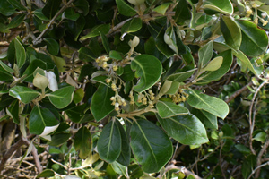 Olearia traversii