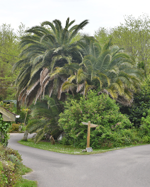 Canary Island date palm