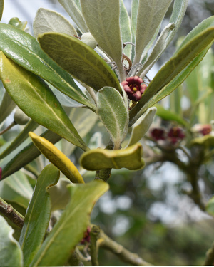 Pittosporum Karor