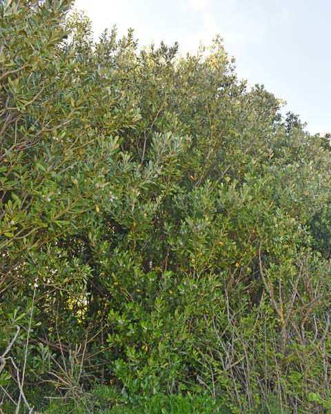 Pittosporum crassifolium