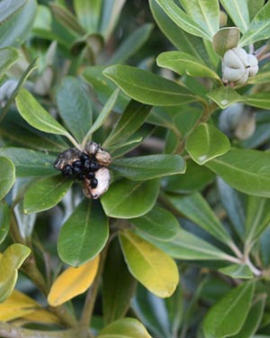 Pittosporum crassifolium