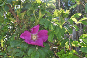 Escallonia
