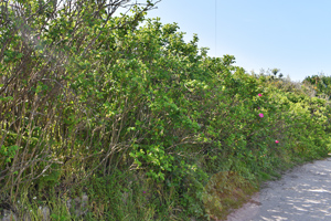Rosa rugosa