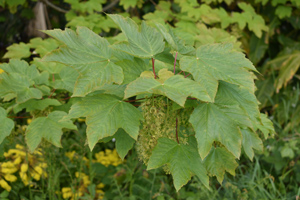 Sycamore leaf