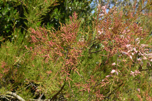 Tamarisk