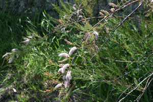 Tamarisk