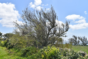 Tamarisk