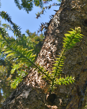 Araucaria bidwillii