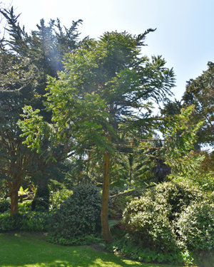 Araucaria bidwillii 