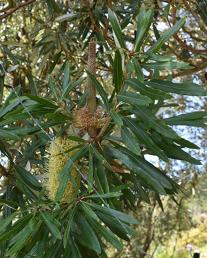 Cordyline Australis