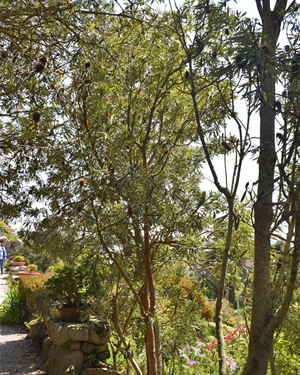 Banksia integrifolia