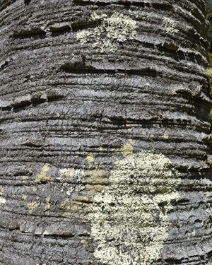 Jelly palm