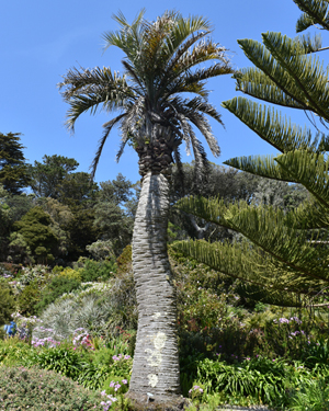 Butia capitata