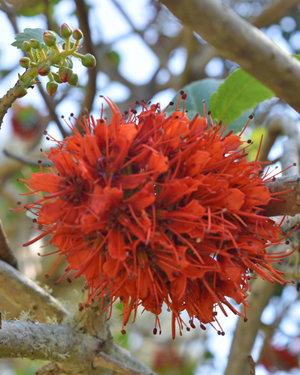 Greyia sutherlandii